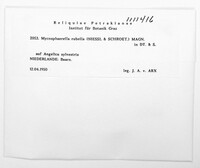 Mycosphaerella rubella image